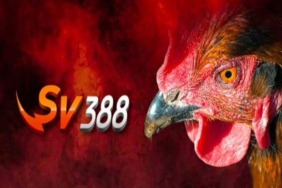 Nhà cái đá gà cựa dao trực tuyến hàng đầu Việt Nam - Đá Gà Thomo SV388
